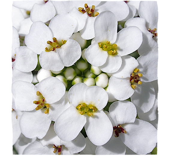 Zel in korenina obrečnega grenika (Iberis amara)