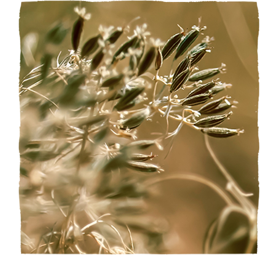 Plodovi navadne kumine (Carvi fructus)