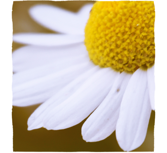 Cvetovi kamilice (Matricariae flos)