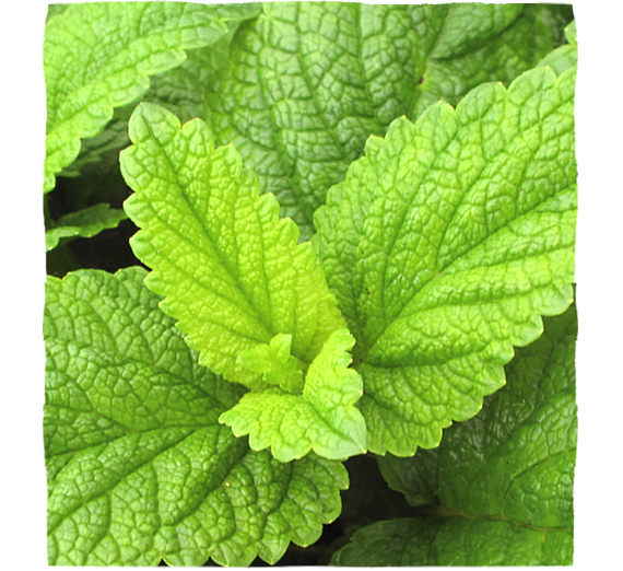 Listi navadne melise (Melissae folium)