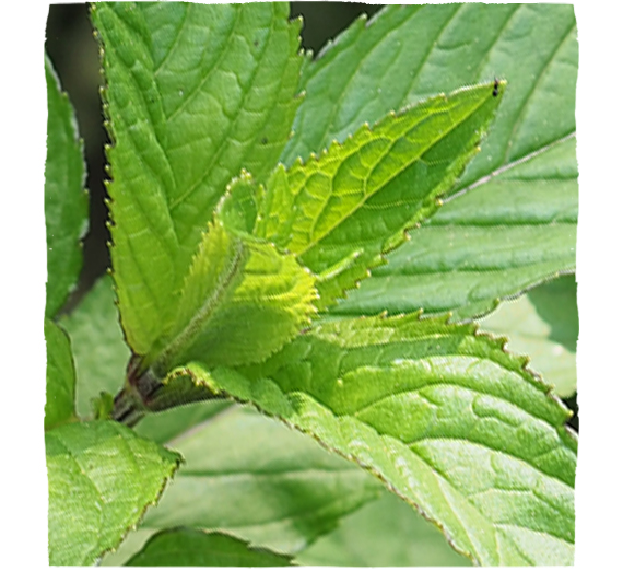 Listi poprove mete (Menthae piperitae folium)