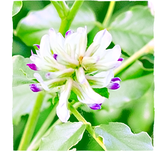 Korenina golostebelnega sladkega korena (Liquiritiae radix)