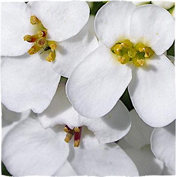 Zel in korenina obrečnega grenika