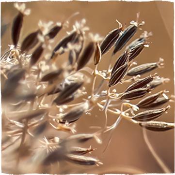 Plodovi navadne kumine