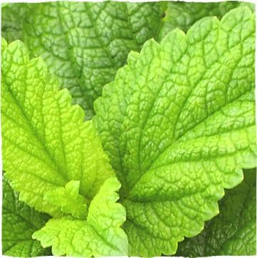 Listi navadne melise