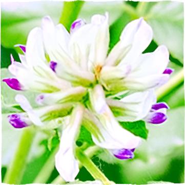 Korenina golostebelnega sladkega korena