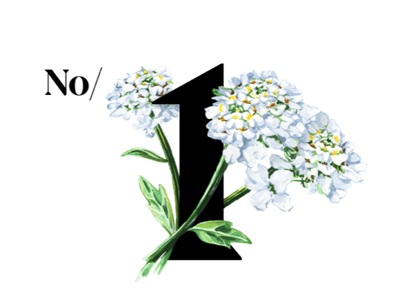 Zel in korenina obrečnega grenika