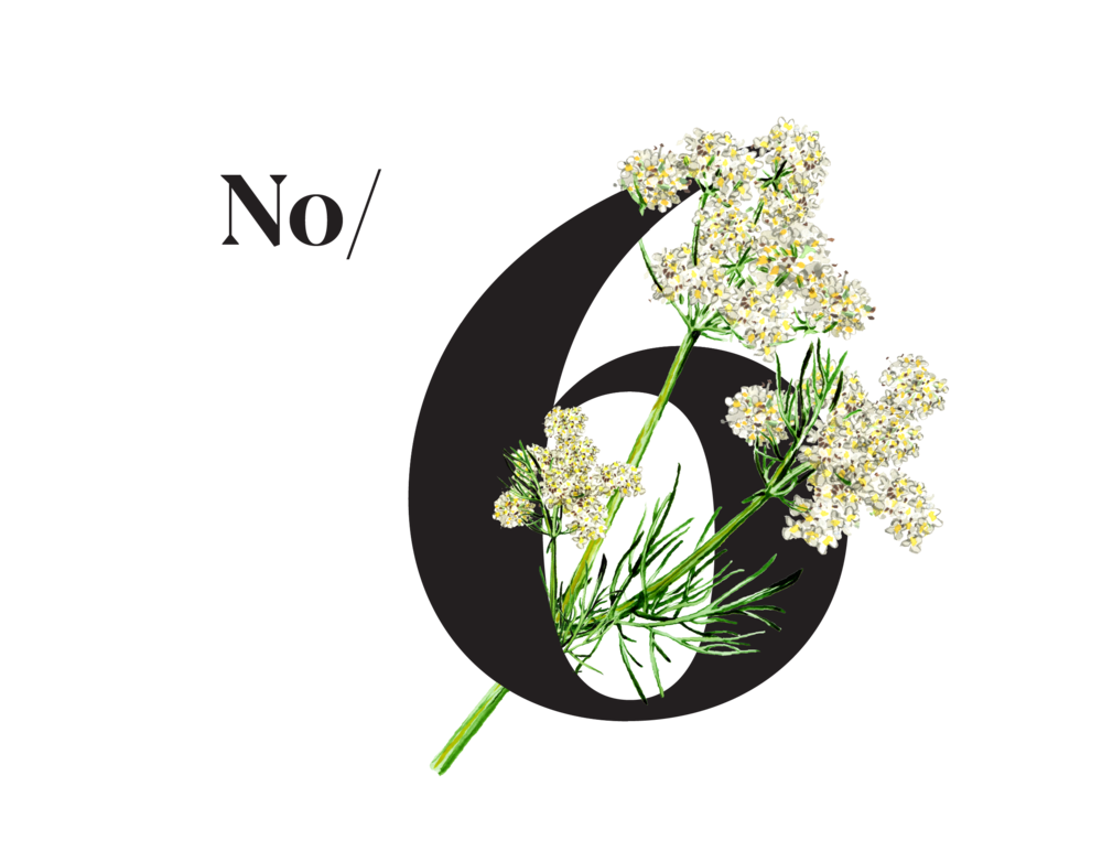 White flower of Caraway, the spice with the healing effect