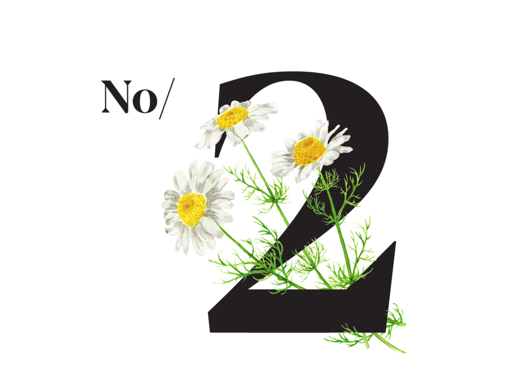 White flowers of Chamomile, that has an anti-inflammatory effect on the digestive tract