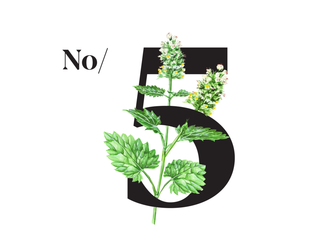 Green leaves and white flowers of Lemon balm, whose leaves are an integral part of Iberogast’s® formulation