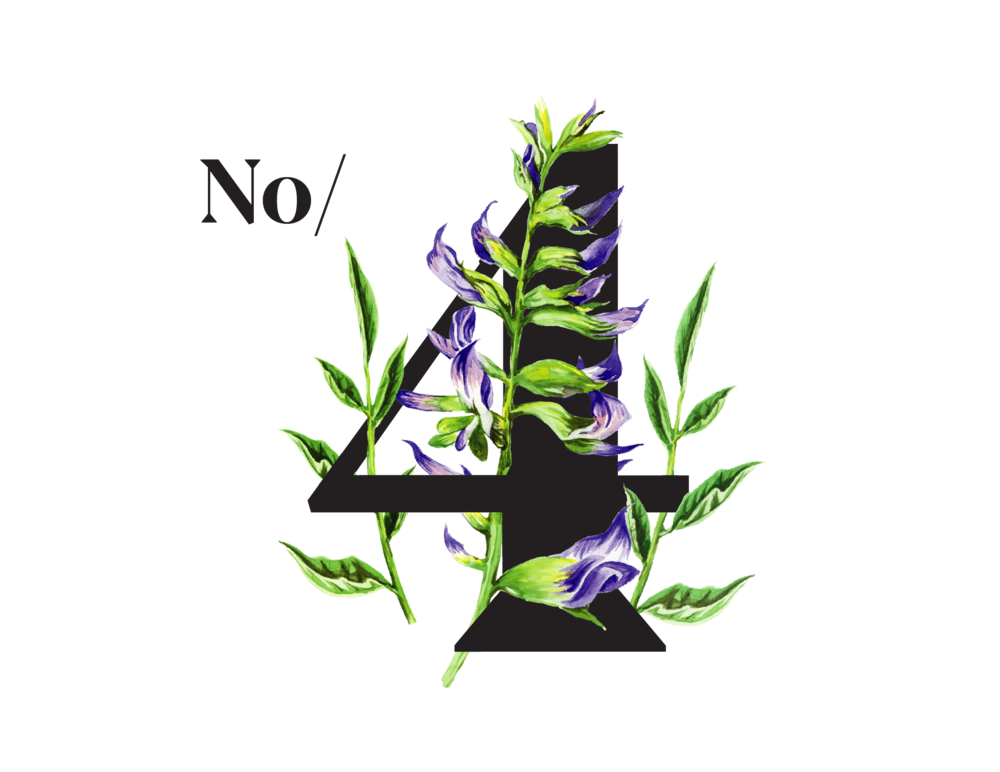 Tiny purple flowers of Liquorice Root (Liquiritiae radix), that is Relaxing your stomach muscles