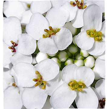 Kobieta trzymająca się za brzuch.